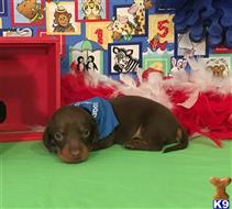 dachshund puppy posted by Rhonda Wallace